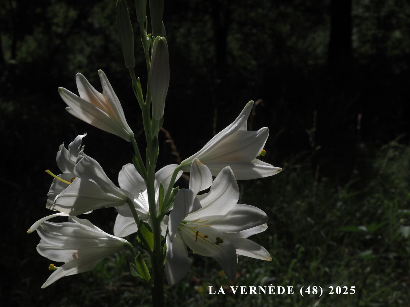 Lily, Japanese flower